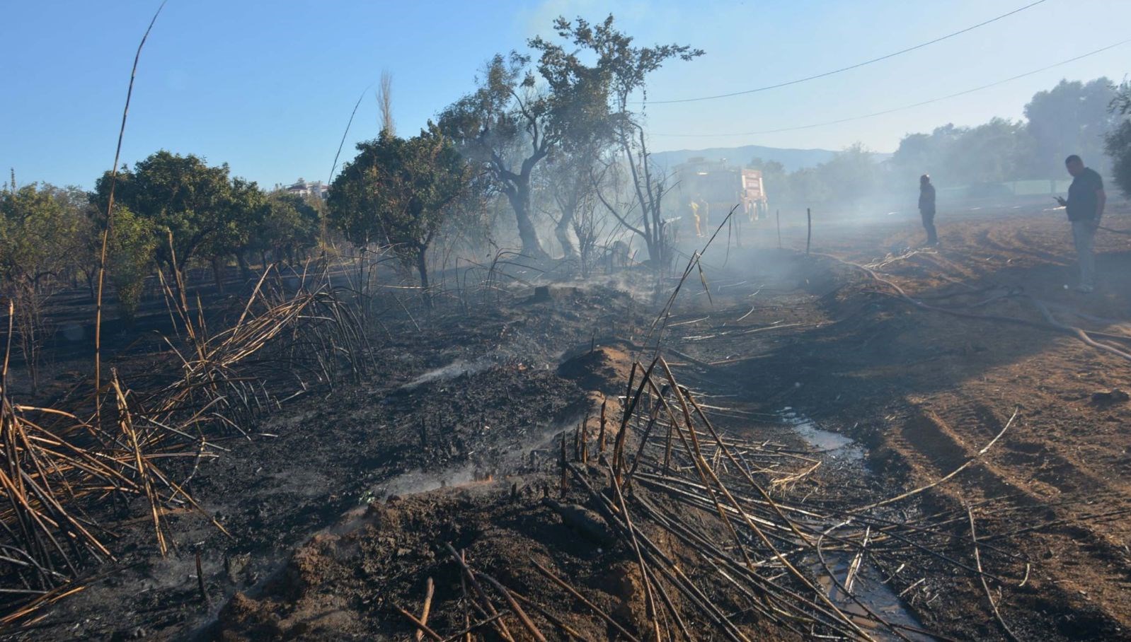 aydinda yangin zeytin agaclarini kul etti GipJ7Rhu