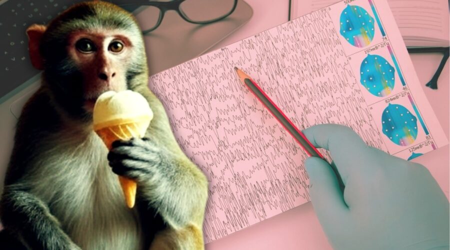 cagin vebasi 13 maymun bitirecek 10 milyon 742 bin tl odendi HeM5xDeG