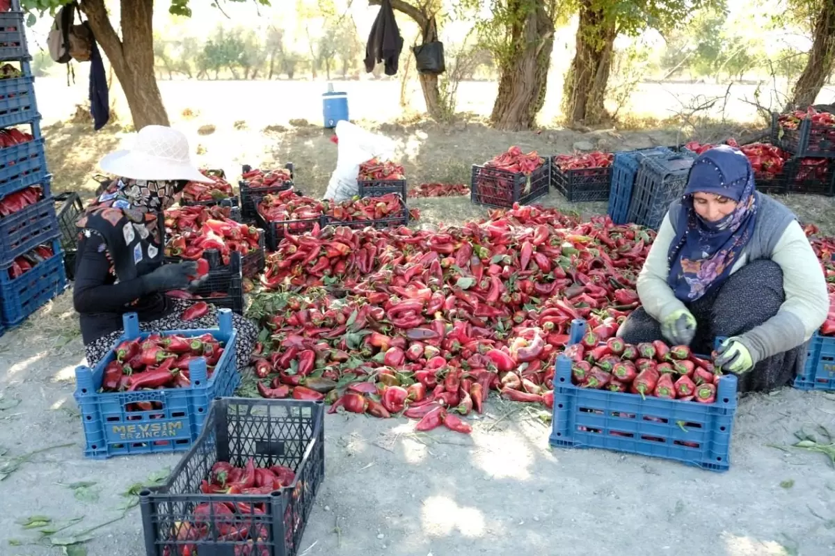 kadinlarin gucuyle 100 ton uretim w6dgDfWp