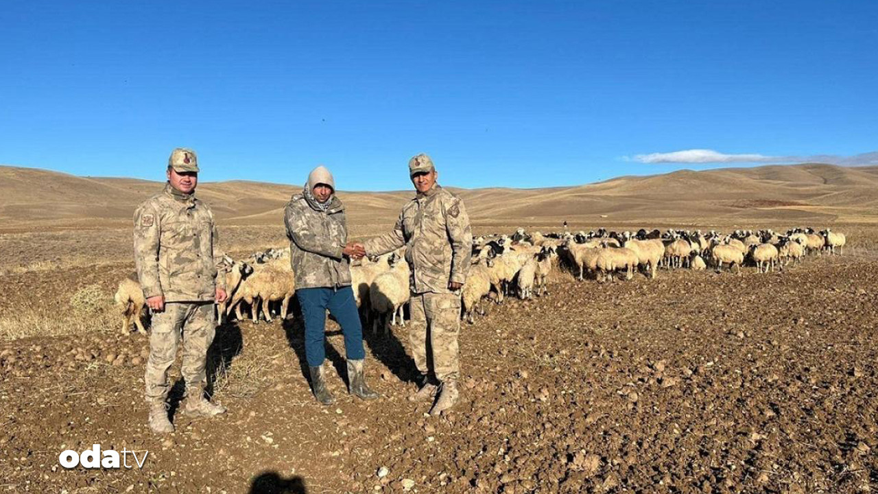 kayip 300 koyunu iha buldu yaYKPGZd