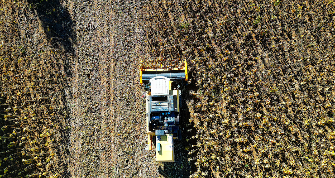 cerezlik aycicegi yukselise gecti 4 yilda 10 kat artti s22H2tQk.jpg