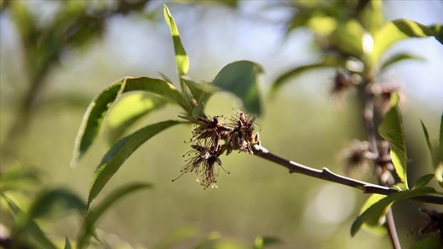 zirai dondan etkilenen ureticilere yeni destek odemesi HGBxssCm.jpg