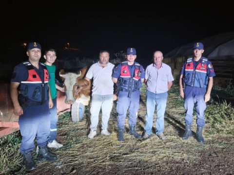 Bilecikte jandarmadan kayip buyukbas hayvan mesaisi MAe2ExUG