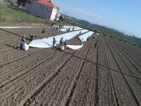 Kara toprakta hasat ediliyor tanesi 5 liradan ankara ve istanbula gonderiliyor ajBZaJfv